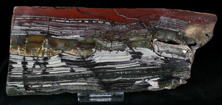 Stromatolite Slice - Pilbara, Australia ( Billion Years) #22490